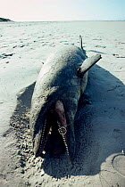 Dead Bottlenose dolphin - swallowed fishing hook, Baja, Mexico {Tursiops truncatus}
