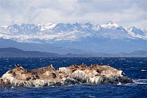 South American / Patagonian sealions on coast {Otaria flavescens} Tierra del Fuego, Argentina