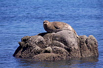 Common / Harbour seal on rock {Phoca vitulina} Monterey, California, USA