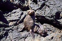 Guadalupe fur seal {Arctocephalus townsendi} Baja California, Mexico