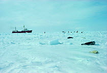 Harp seal mother and pup on ice surrounded by sealers, Canada {Phoca groenlandicus}
