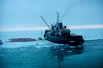 Harp seal skins laid out on ice beside sealing vessel, Gulf of St Lawrence, Canada