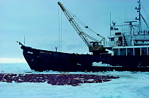 Harp seal skins laid out on ice beside sealing vessel, Gulf of St Lawrence, Canada