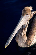 Brown pelican portrait {Pelecanus occidentalis} California, USA