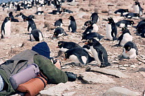 Photographer with Rockhopper penguins {Eudyptes chrysocome} Falkland Is