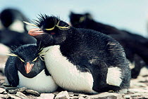Rockhopper penguins {Eudyptes chrysocome} Falkland Is
