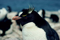 Rockhopper penguin {Eudyptes chrysocome} Falkland Is