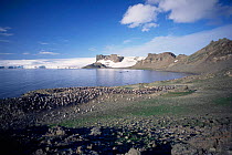 Chinstrap penguin colony {Pygoscelis antarctica} Antarctica.