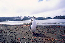 Chinstrap penguin {Pygoscelis antarctica} Antarctica.