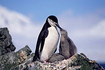 Chinstrap penguin feeding chick {Pygoscelis antarctica} Antarctica.