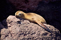 Californian sealion on rock {Zalophus californianus} Baja California, Mexico