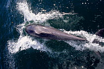 Bottlenose dolphin bow riding {Tursiops truncatus} Mexico