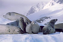 Crabeater seals on ice {Lobodon carcinophagus} Antarctica