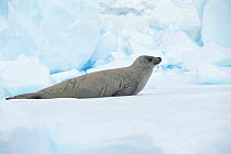 Crabeater seal on ice {Lobodon carcinophagus} Antarctica.