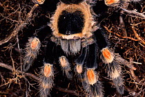 Mexican red-knee tarantula {Brachypelma smithi} Mexico