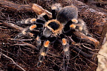 Mexican red-knee tarantula {Brachypelma smithi} Mexico