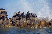 South african / Cape fur seals on rocks {Arctocephalus p pusillus} W Cape, South Africa