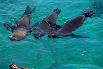 South African / Cape fur seals swimming {Arctocephalus p pusillus} W Cape, South Africa