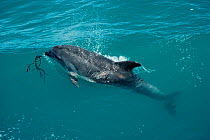 Bottlenose dolphin with propellor scars {Tursiops truncatus} New Zealand