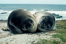 Southern elephant seals asleep on beach {Mirounga leonina} Falkland Is