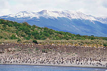 Magellanic / Jackass penguin colony {Spheniscus magellani} Tierra del Fuego,