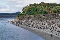 Magellanic / Jackass penguin colony {Spheniscus magellani} Tierra del Fuego,