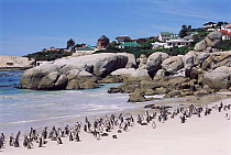 Black footed penguin colony {Spheniscus demersus} Boulders Beach, W Cape, S Africa