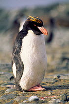 Macaroni penguin {Eudyptes chrysolophus} Antarctica