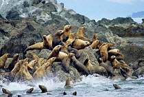 Steller sealions in sea and on rock {Eumetopias jubata} Alaska, USA