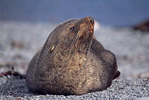 Antarctic fur seal {Arctocephalus gazella} S Shetland Is, Antarctica.