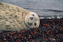 Weddell seal sleeping {Leptonychotes weddelli} Deception Is, Antarctica.