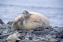 Weddell seal sleeping {Leptonychotes weddelli} Deception Is, Antarctica.