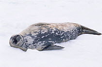Weddell seal in snow {Leptonychotes weddelli} Deception Is, Antarctica.