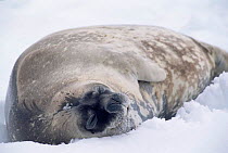 Weddell seal in snow {Leptonychotes weddelli} Deception Is, Antarctica.