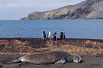 Weddell seal and Chinstrap penguins on shore, Antarctica.