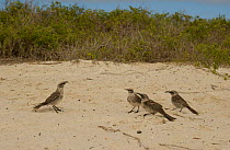 Hood island mocking birds territorial display Galapagos. {Nesomimus trifasciatus