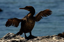 Flightless cormorant drying wings {Nannopterum harrisi} Galapagos.