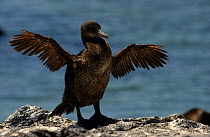 Flightless cormorant drying wings {Nannopterum harrisi} Galapagos.