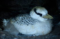 Red billed tropicbird chick {Phaethon aethereus} Galapagos.