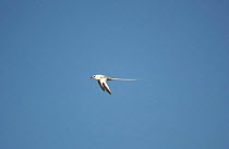 Red billed tropicbird flying {Phaethon aethereus} Galapagos.