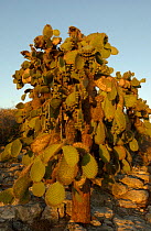 {Opuntia sp} cactus, Galapagos.