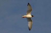 Swallow tailed gull flying {Creagrus furcatus} Galapagos.
