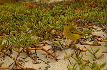 Yellow warbler {Dendroica petechia} Galapagos.