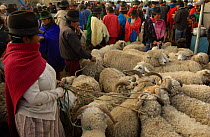 Local indians at livestock market, Saquisili, Andes, Ecuador
