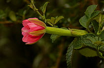 Passion fruit flower opening from bud {Passiflora mixta} Ecuador.