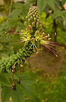 {Cleome sp} flower Papallacta, Paramo, Ecuador.