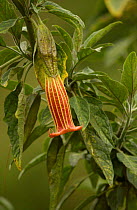 {Datura sanguinea} flower, Papallacta, Paramo, Ecuador.