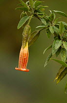 {Datura sanguinea} flower, Papallacta, Paramo, Ecuador.