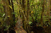 Boardwalk through rainforest, Sacha Lodge, Amazonia, Ecuador