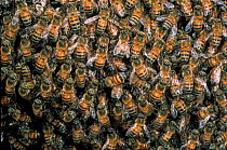 Honey bees in hive {Apis mellifera} Ecuador.